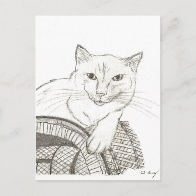 Carte Postale Portrait de chat Ragdoll (Devant)