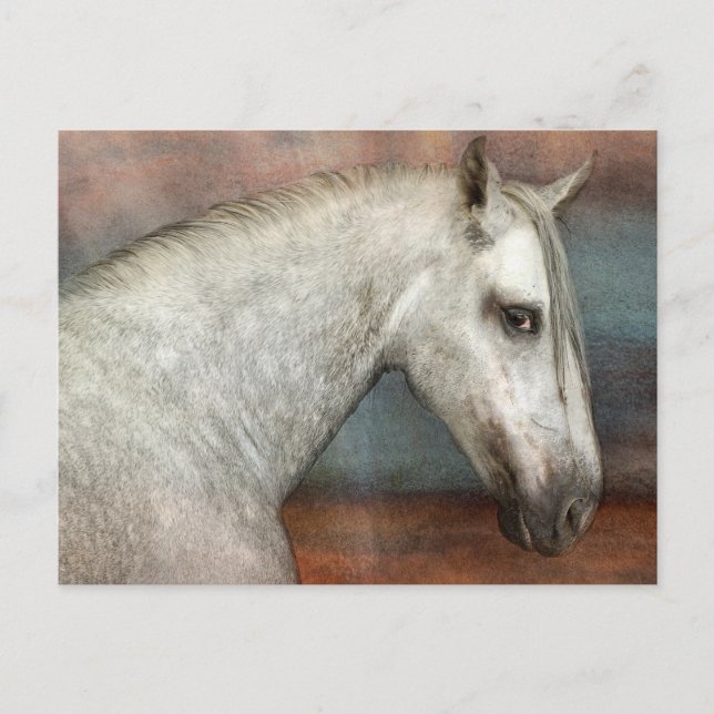 Carte Postale Portrait de Cheval Andalou Gris Dappé (Devant)