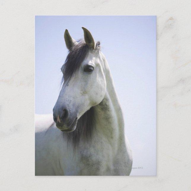 Carte Postale portrait de cheval blanc (Devant)