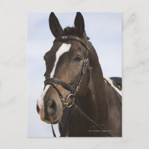 Carte Postale portrait de cheval brun