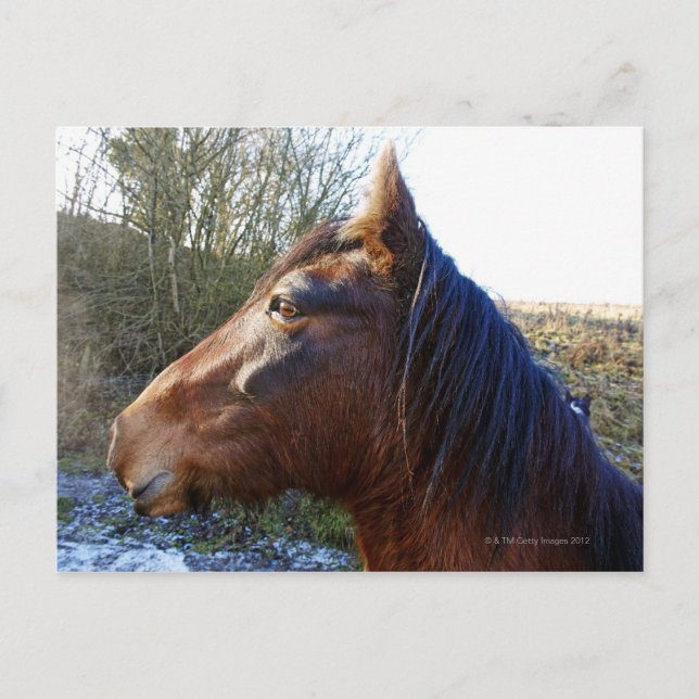Carte Postale Portrait de cheval brun à l'air froid (Devant)