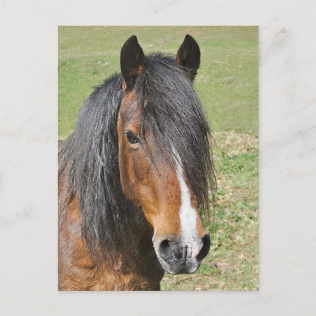Carte Postale Portrait de cheval de la baie galloise (Devant)