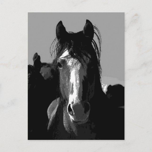 Carte Postale Portrait de cheval noir et blanc (Devant)