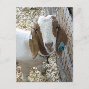 Carte Postale Portrait de chèvre