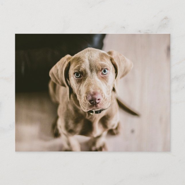 Carte Postale Portrait de chien (Devant)