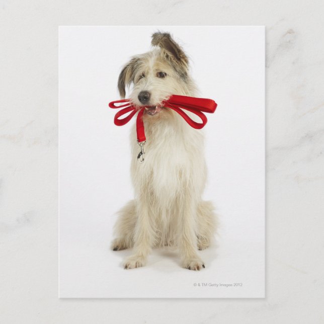 Carte Postale Portrait de chien avec laisse (Devant)