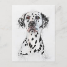 Portrait de chien dalmate