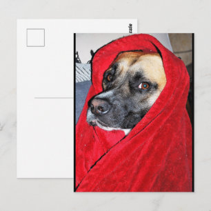 Carte Postale Portrait de chien dans une couverture rouge