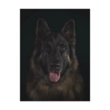 Portrait de chien de berger allemand