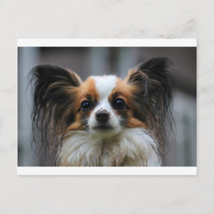 Carte Postale Portrait de chien Papillon pure race