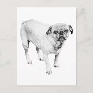 Carte Postale Portrait de chien serein qui améliore l'humeur de