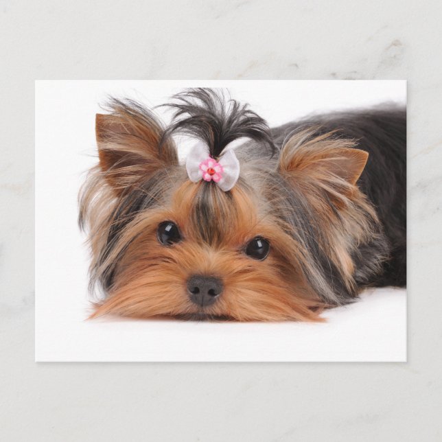 Carte Postale Portrait de chiot mignon (Devant)