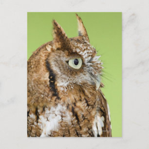 Carte Postale Portrait de chouette