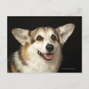 Carte Postale Portrait de Corgi noir, marron et blanc