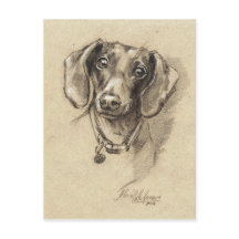 Portrait de Dachshund