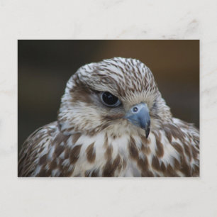 Carte Postale Portrait de Falco cherrug