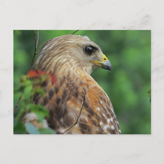 Carte Postale Portrait de faucon à épaulettes (Devant)