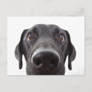 Carte Postale Portrait de fermeture Black Labrador