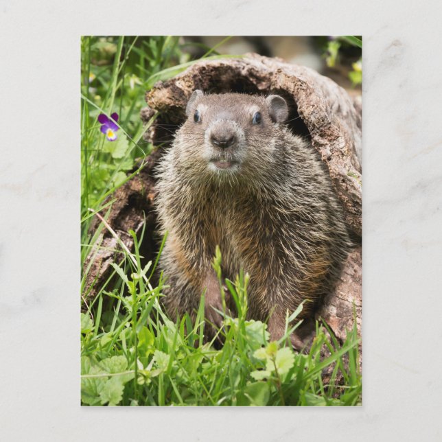 Carte Postale Portrait de fond dans un journal creux (Devant)