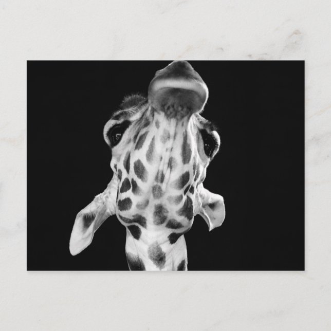 Carte Postale Portrait de Giraf noir et blanc, photo d'animal (Devant)