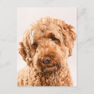 Carte Postale Portrait de Goldendoodle Studio