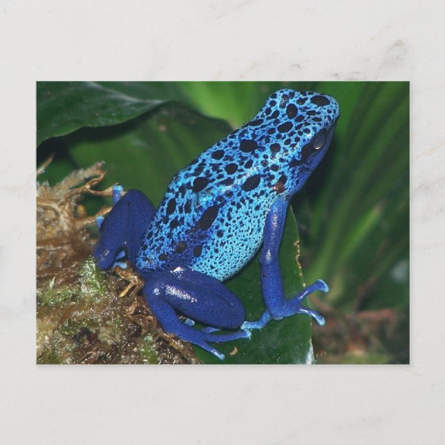 Carte Postale Portrait de grenouille à poison bleu