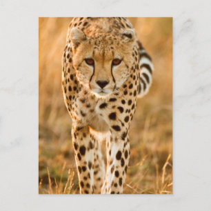 Carte Postale Portrait de guépard (Acinonyx Jubatus), Maasai