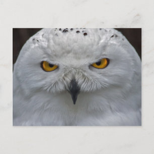 Carte postale portrait de Harfang des neiges