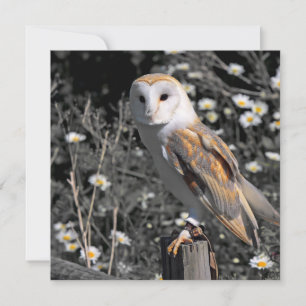 Carte postale Portrait de hibou