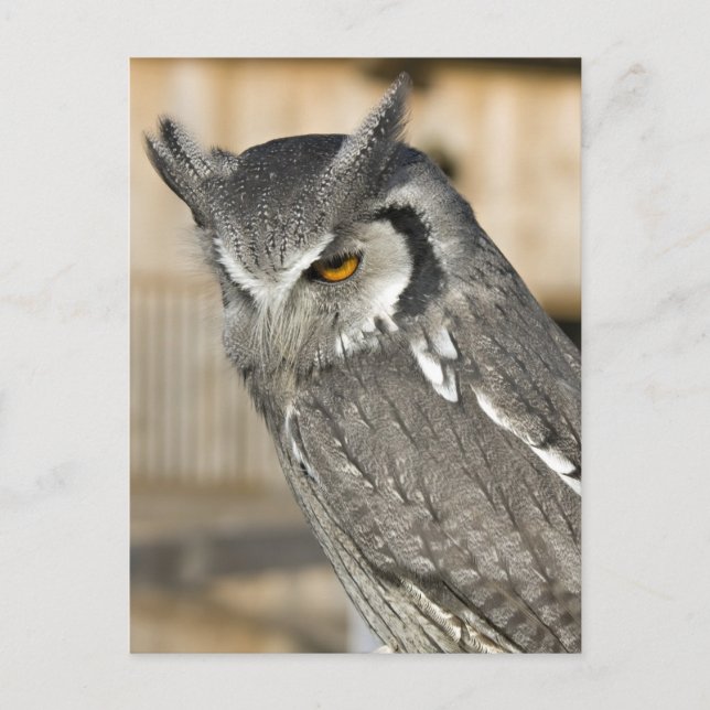 Carte postale Portrait de hibou Scops (Devant)