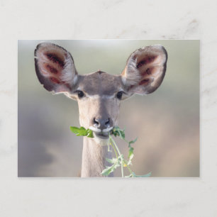 Carte Postale Portrait de Kudu
