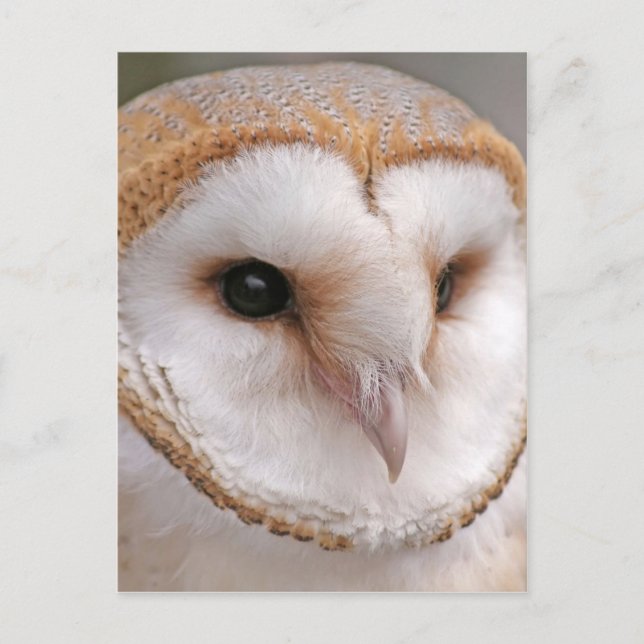 Carte Postale Portrait de la chouette d'Amérique (Devant)