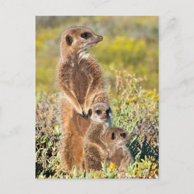 Carte Postale Portrait de la famille Meerkat (Devant)
