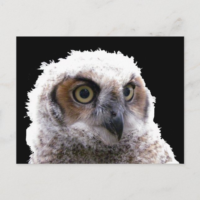 Carte postale - Portrait de la petite chouette (Devant)