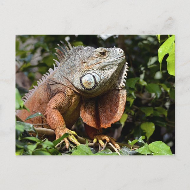 Carte Postale Portrait de l'iguane vert (Devant)