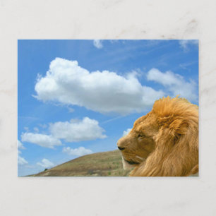 Carte postale - Portrait de lion
