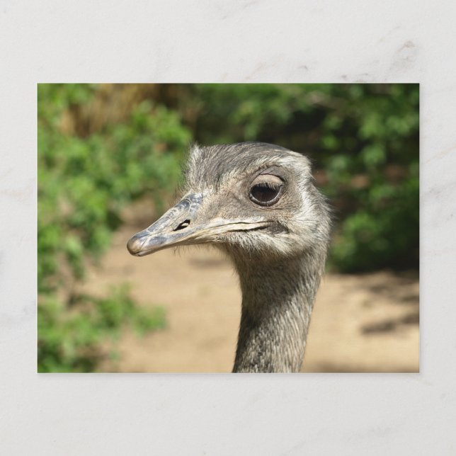 Carte Postale Portrait de l'oiseau Rhea (Devant)