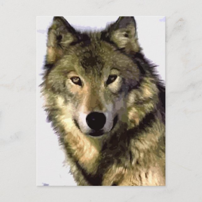 Carte postale portrait de loup (Devant)