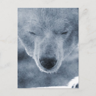 Carte Postale Portrait de l'ours polaire