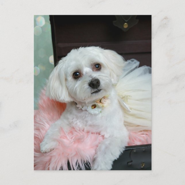 Carte Postale Portrait de marionnettes blanc fantaisie adorable (Devant)