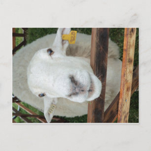 Carte Postale Portrait de mouton