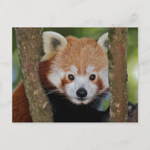 Carte postale portrait de panda