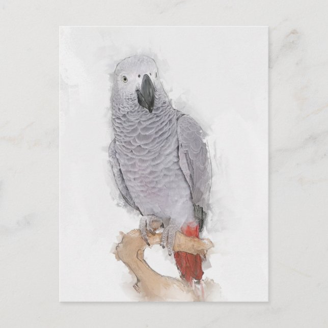 Carte Postale Portrait de perroquet gris Faux (Devant)