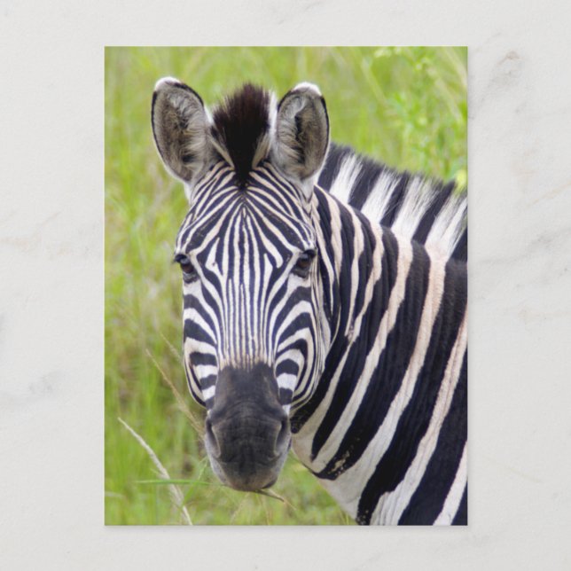 Carte Postale Portrait de Plains Zebra, Hluhluwe-Umfolozi Game (Devant)