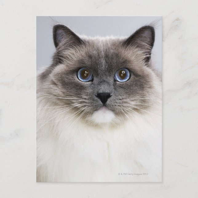 Carte Postale Portrait de Ragdoll (Devant)
