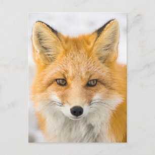 Carte Postale Portrait de renard roux