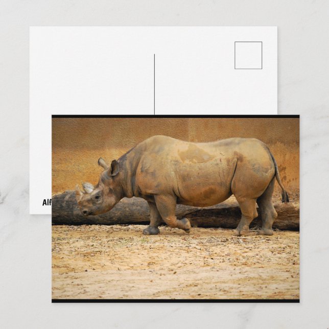 Carte Postale Portrait de Rhinocéros (Devant / Derrière)