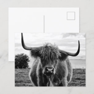 Carte Postale Portrait de taureau
