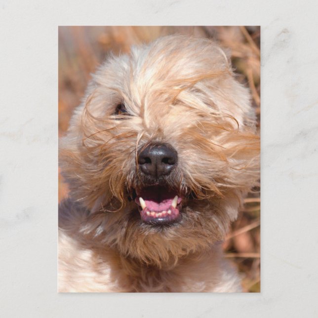 Carte Postale Portrait de Terrier roux à revêtement souple (Devant)