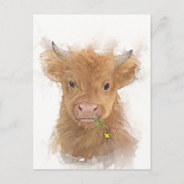 Carte Postale Portrait de veau de vache Highland (Devant)